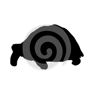 Desert Tortoise Gopherus Agassizii Silhouette Vector Found In Map Of North America photo