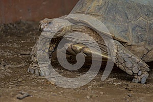 Desert tortoise Gopherus agassizii walks on a stone floor photo