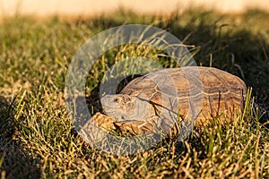 Desert Tortoise in Grass in Arizona