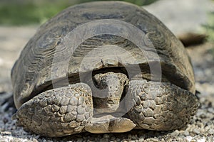 Desert Tortoise Hiding & Peeking out From Inside His Shell