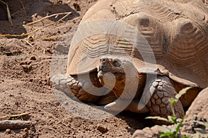 A desert tortoise portrait in the sunlight photo