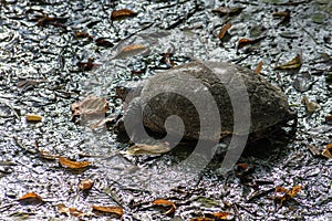 desert tortoise in the sand walking, slow-moving land-dwelling reptile with a large dome-shaped shel