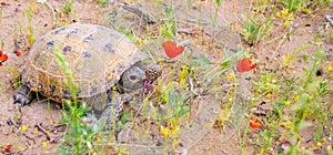 Desert tortoise in the wild