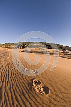 Desert Tracks