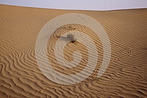 Desert Tracks