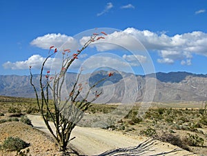 Desert trail with ocotillo photo