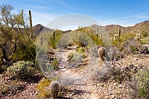 Desert trail in Saguaro NP near Tucson Arizona US