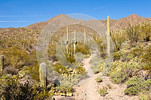Desert trail in Saguaro NP near Tucson Arizona US photo