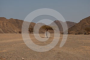 Desert tree