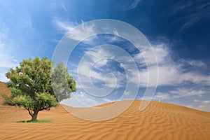 Desert and tree