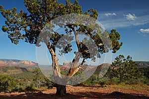 Desierto un árbol 