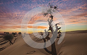 Desert Tree