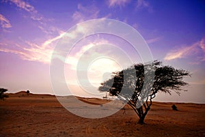 Desert and a Tree