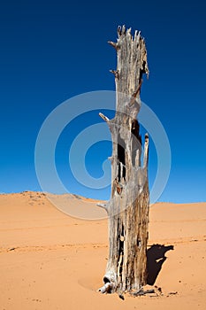 Desert tree