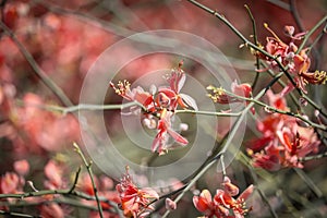 desert tree called kair in local language,capparis plants orange flowers on selective focus,beautiful view of karira plants photo