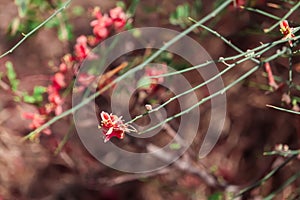 desert tree called kair in local language,capparis plants orange flowers on selective focus,beautiful view of karira plants photo