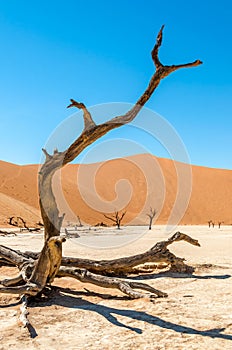 Desert Tree
