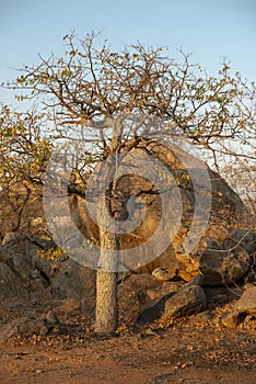 Desert tree in Namibia