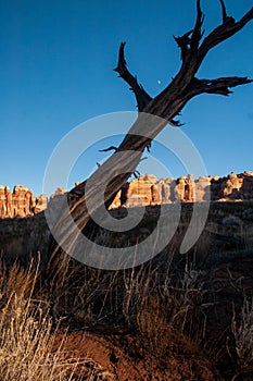 Desert Tree