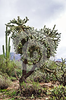 Desert Tree in Tonto National Forest, USA