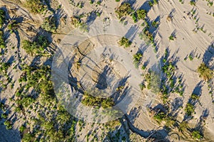 Desert Trees from Above