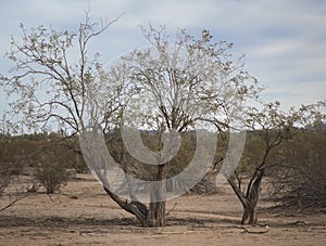 Desert Trees & Creosote Bushes of Southwest Arizona