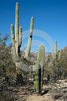 Desert vegetation