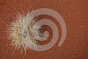 Desert Vegetation