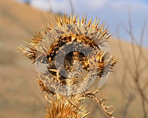 Desert vegetation