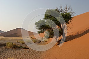 Desert vegetation