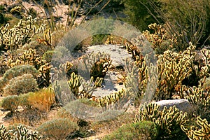 Vegetation of the desert of baja california I