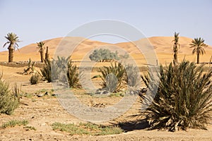 Desert Vegetation Beneath The Spotless Sky