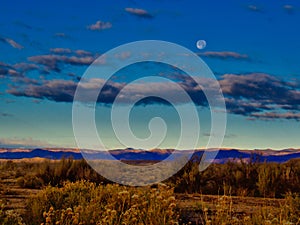 Desert Vegetation and Moon