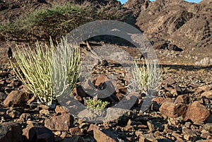 Desert vegetation in Oman