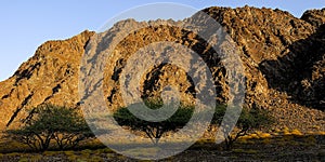 Desert vegetation in Oman