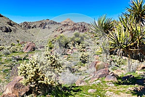 Desert vegetation in the Providence Mountains, Mojave, USA
