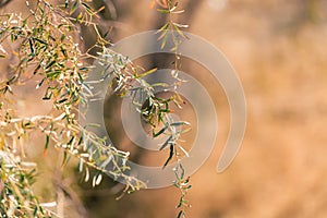 Desert vegetation- saxaul Haloxylon close-up