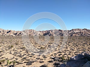 Desert View of Joshua Tree Forest