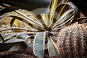 Desert Vigor A Study of Cacti and Succulents original and beautiful cactus background