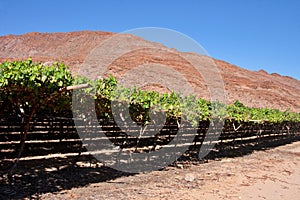 Desert vineyard