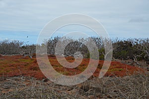 Desert volcanic landscape