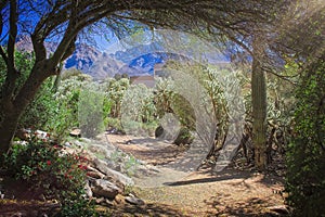 Desert Walking Path in Tucson Arizona