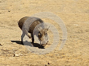 Desert warthog