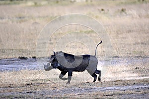 The desert warthog Phacochoerus aethiopicus