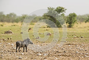 Desert Warthog - Phacochoerus aethiopicus