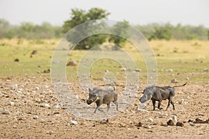 Desert Warthog - Phacochoerus aethiopicus