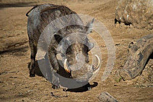 The desert warthog, Phacochoerus aethiopicus