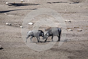 Desert Warthog, Phacochoerus aethiopicus, drinks from waterhole, Etosha National Park, Namibia