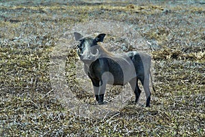 Desert Warthog, Phacochoerus aethiopicus, Gorongosa National Park, Mozambique