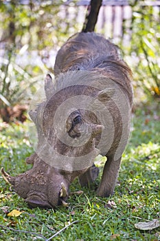 Desert Warthog,Phacochoerus aethiopicus, in Hwange National Par